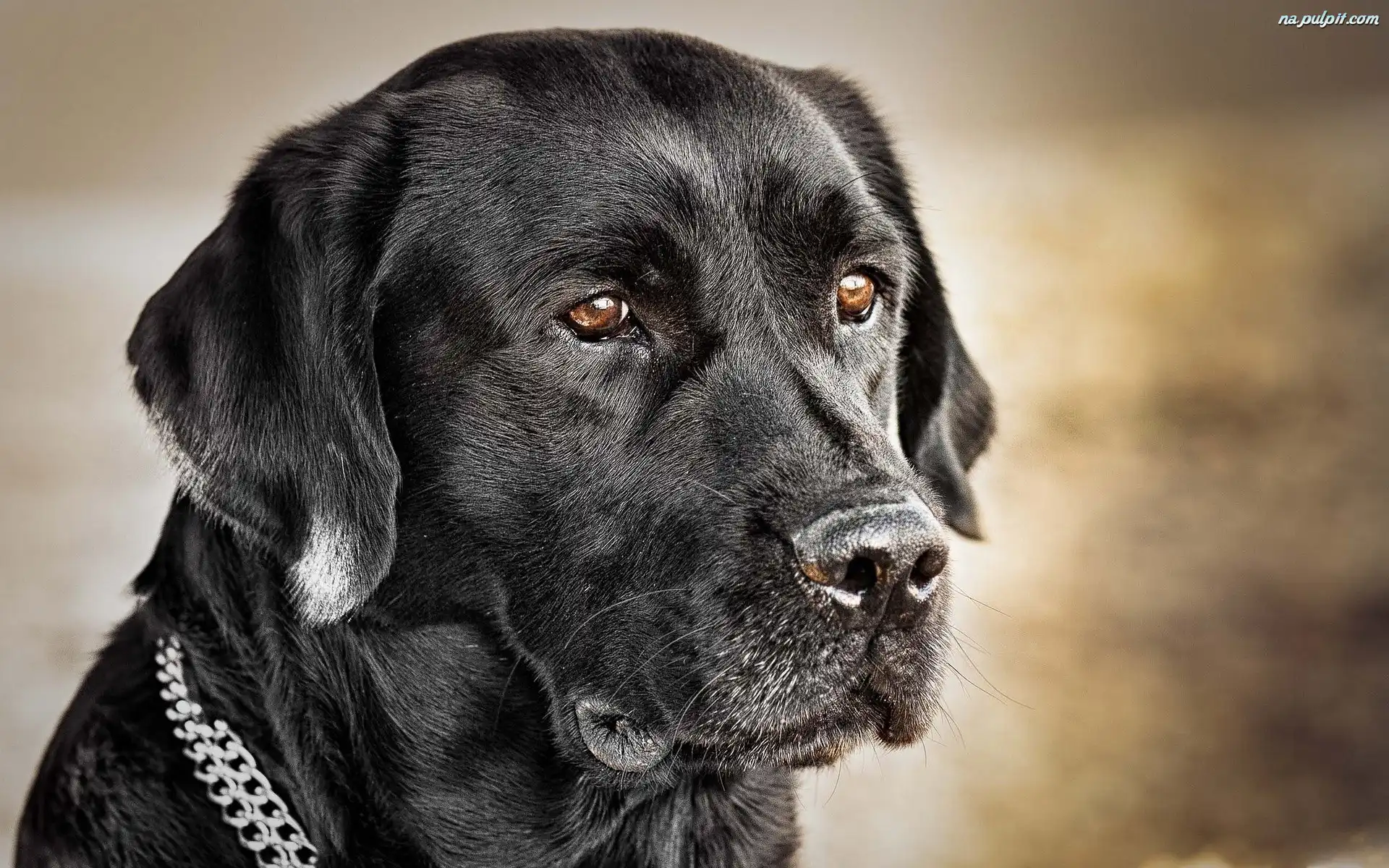 Labrador Czarny